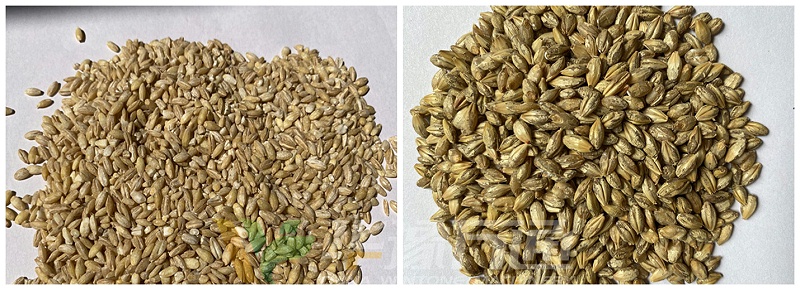 銳系列大麥仁(脫皮率85%)_副本 銳系列大麥仁(脫皮率85%)_副本