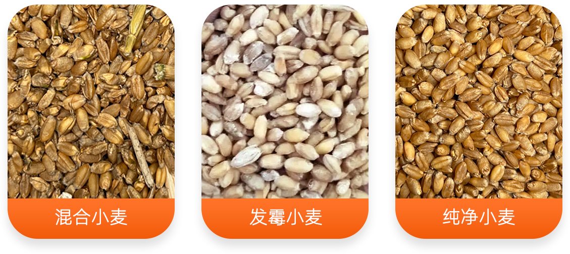 發芽小麥分選設備產成品圖
