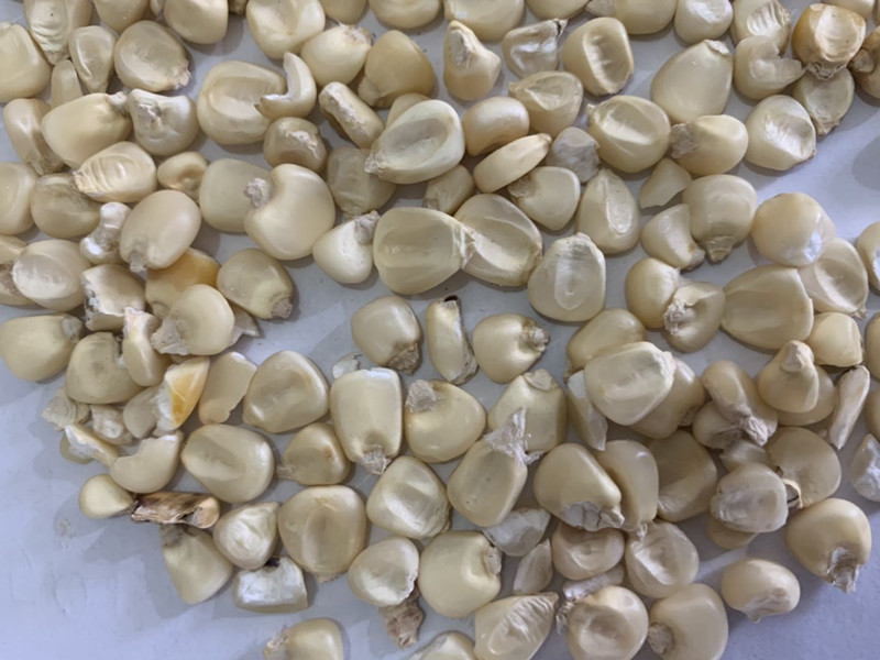 非洲白玉米 非洲白玉米