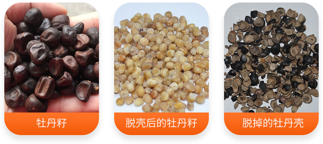 牡丹籽脫殼成套設備產成品圖