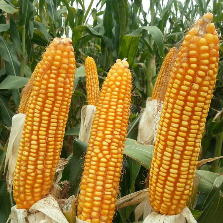 玉米 玉米