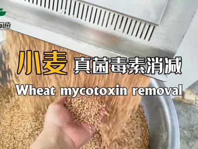 華豫萬通真菌毒素消減機為全球糧食安全儲存保駕護航!